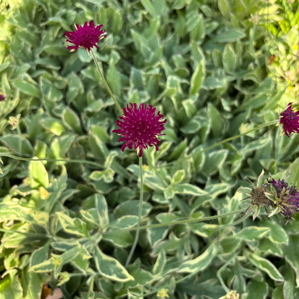 Witwenblume 'Thunder and Lightning'