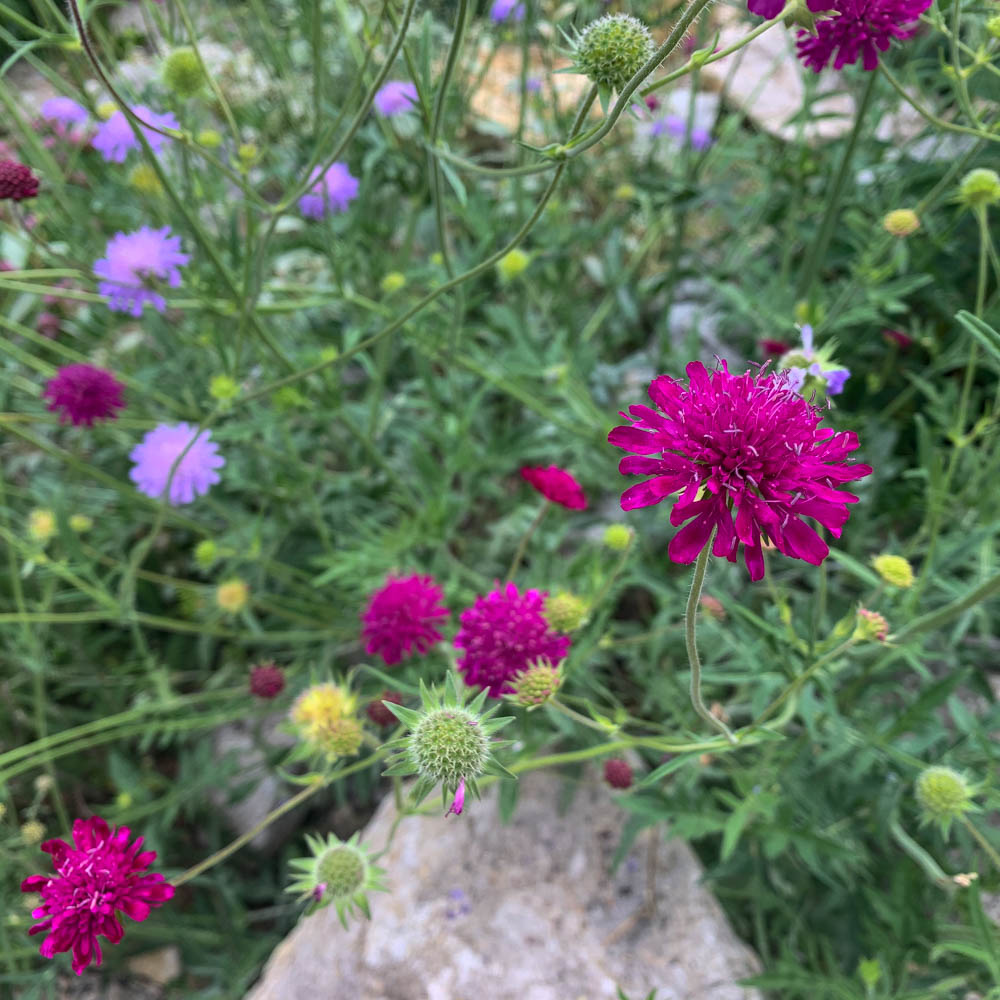 Witwenblume