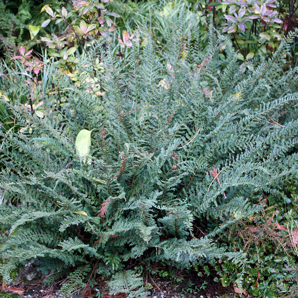 Filigranfarn Proliferum, Farn, Schattenpflanze