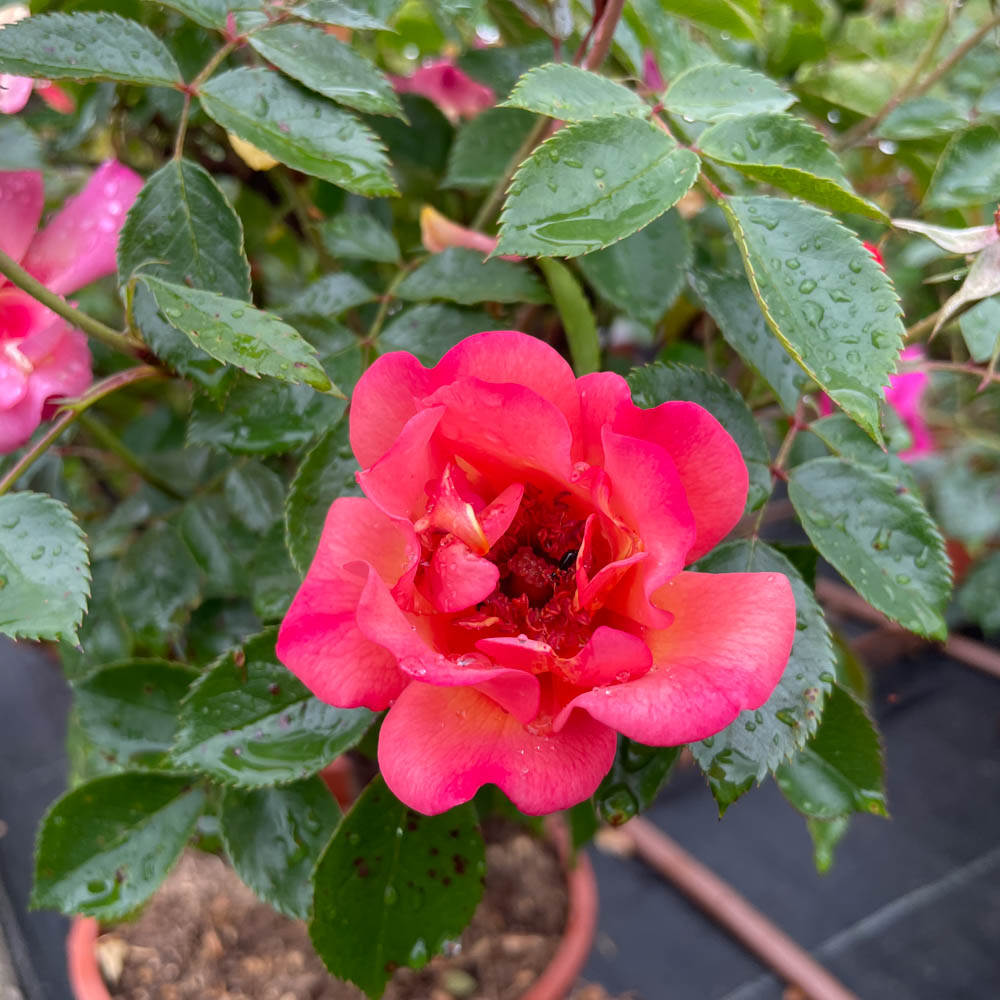 Bodendeckerrose 'Jojo Peach' ®