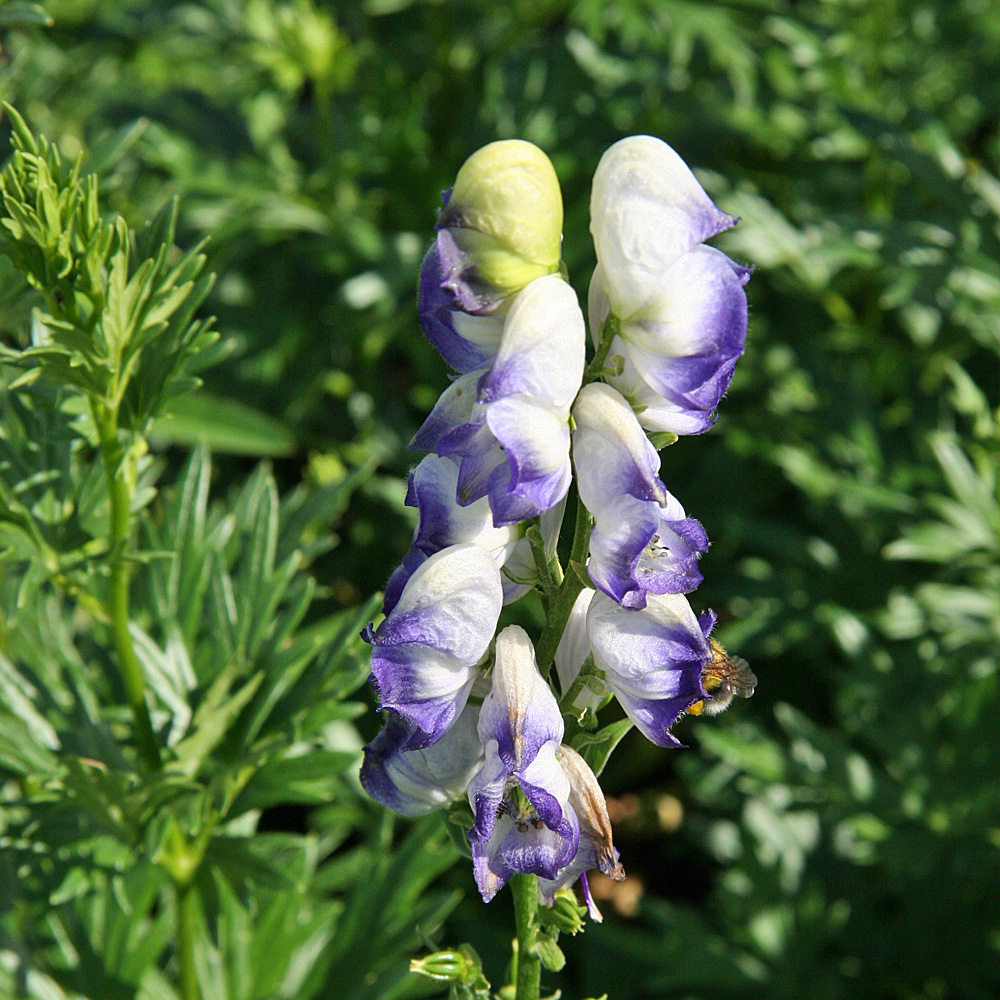Eisenhut, Aconitium, Zweifarbig