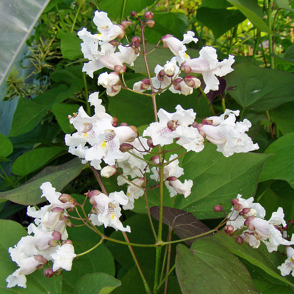 Trompetenbaum, Catalpa, Ziergehölze