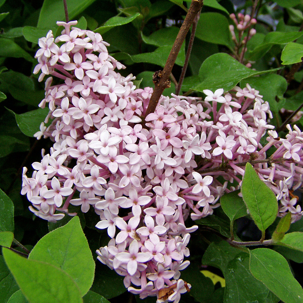 Herbstflieder Superba, Flieder, Syringa, Blütengehölz