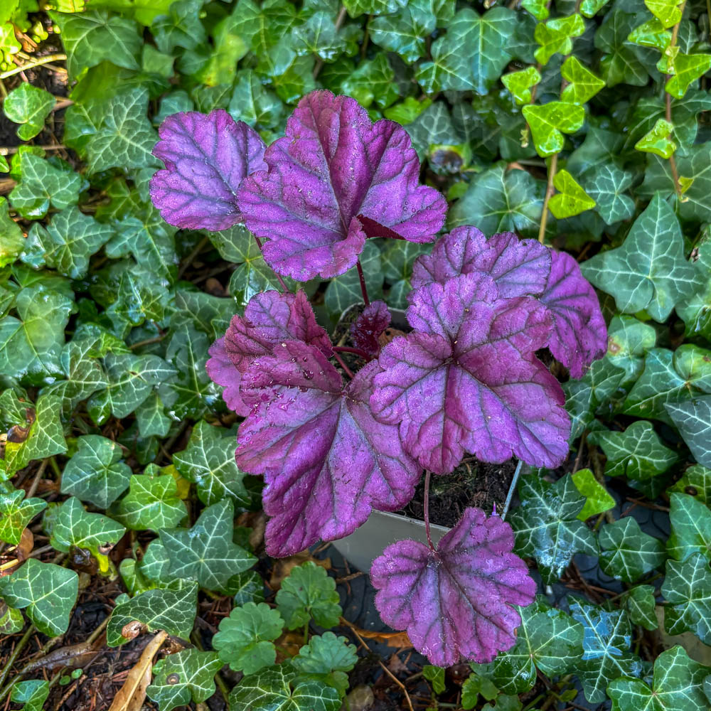 Purpurglöckchen 'Wildberry' ®