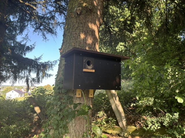 Brutkasten Wiedehopf