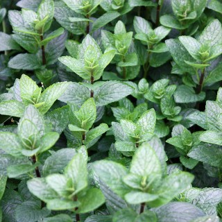 Grüne Englische Minze, Mentha, Teepflanze, Heilpflanze