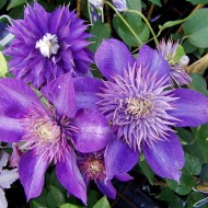 Clematis Multi Blue, Kletterpflanze, Waldrebe, Blütenpflanze