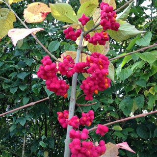 Pfaffenhütchen Red Cascade, Euonymus, Fruchtschmuck