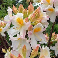 Sommergrüner Rhododendron 'Möwe' Hochstämmchen