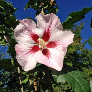 Hibiskus Hamabo, Garteneibisch, Blütenstrauch