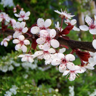 Blutpflaume, Zierstämmchen, Frühjahrsblüher