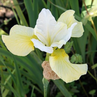 Sibirische Schwertlilie, lilie, Iris, Blütenstaude
