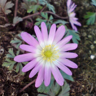 Windröschen Pink Star, Anemone, Frühjahrsblüher