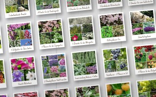 Fertige Pflanzen-Sets für Ihren Garten