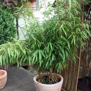 Gartenbambus als Kübelpflanze