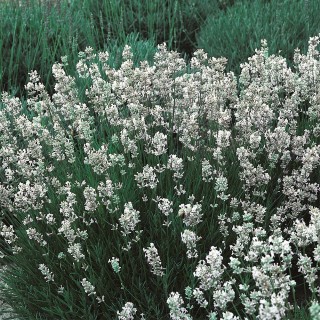 Lavendel 'Hidcote White'