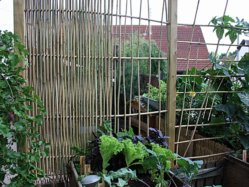Rankgitter, Sichtschutz aus Bambus selber bauen