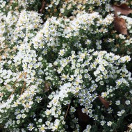 Aster Snow Flurry, Herbstblüher, Blütenmeer