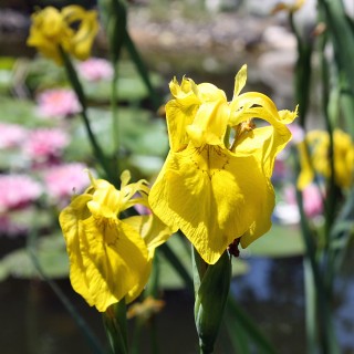 Wasseriris, Iris, Wasserpflanze