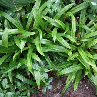 Breitblattsegge, Carex plantaginea, Schattengras