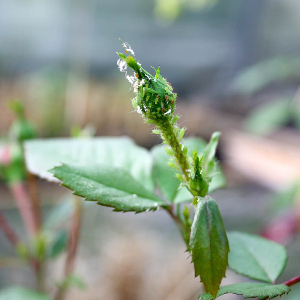 Oleander zimmerpflanze - Die besten Oleander zimmerpflanze unter die Lupe genommen!