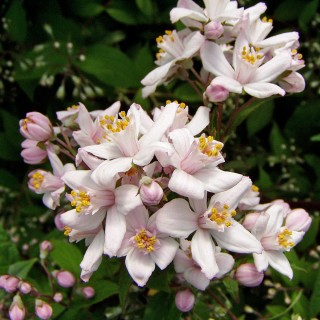 Rosendeutzie, Deutzia, Blütenstrauch, Heckenpflanze,