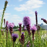 Prachtscharte Floristan Violett, Liatris, Blütenstaude