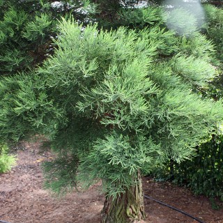 Mammutbaum, Nadelgehölz, imposant, immergrün