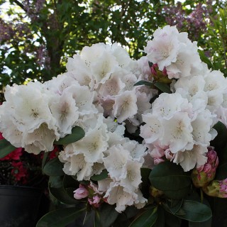 Rhododendron Schneekrone, Moorbeetpflanze, Blütenstrauch, immergrün