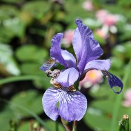 Sumpfschwertlilie, Teichbepflanzung, Iris, Wasserpflanze