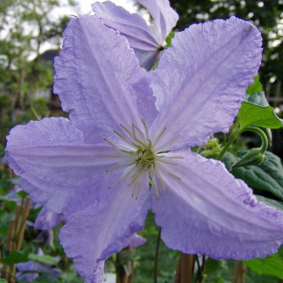 Clematis viticella Prince Charles