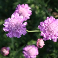 Skabiose Pink Mist, Scabiosa, Bienenweide, Blütenstaude