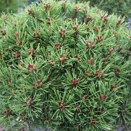 Zwerg Kiefer, Pinus Mops, immergrün, mediterane Pflanze