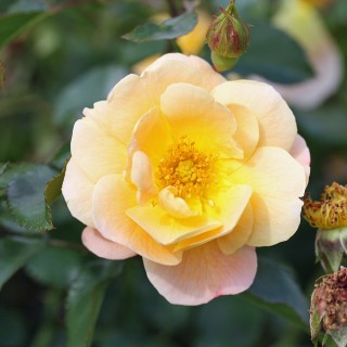 Bodendeckerrose Sedana, Rose, Rosa, Blütenpflanze