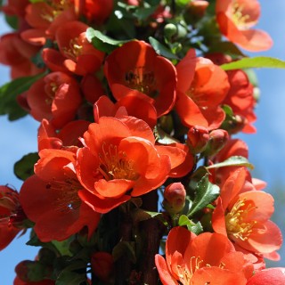 Zierquitte Cido Red, Blütengehölz