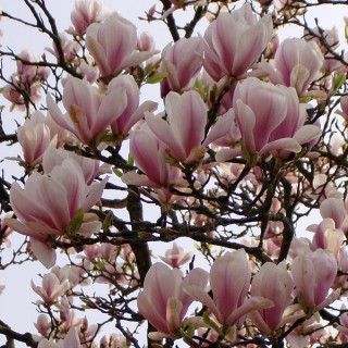 Magnolie, Tulpenmagolie, Blütenstrauch