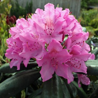 Rhododendron Roseum Elegans, Azalee, Moorbeetpflanze