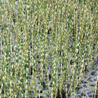 Zebra Simse Zebrinus, Teichpflanze, Ufer, Sumpfpflanze