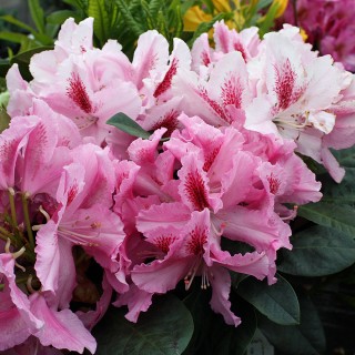 Rhododendron Furnivalls Daughter, Azalee, Frühjahrsblüher