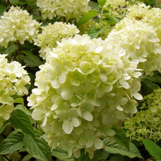 Hortensie Limelight, Hydrangea, Rispenhortensie, Blütenbälle
