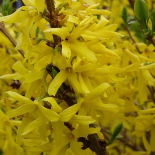 Frosythie Spectabilis, Frühjahr, Blütenstrauch