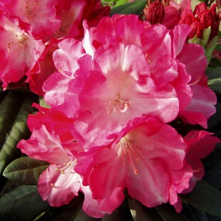 Rhododenron Fantastica, Azalee, Moorbeetpflanze, Frühjahrsblüher, immergrün