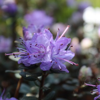 Rhododendron impeditum, Azalee, Frühjahrsblüher
