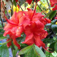 Sommergrüner Rhododendron 'Royal Command' Hochstämmchen