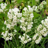 Lavendel Nana Alba, Lavandula, Bienenweide, Duftpflanze