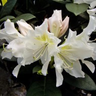 Rhododendron Cunninghams White, Azalee, immergrün,