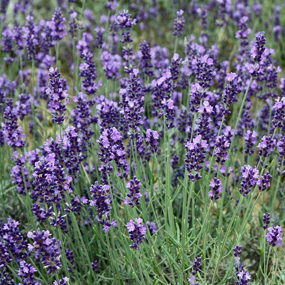 Bienenweide violettblau Rosenbegleiter TB 9 Lavendel Hidcote Blue 