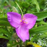 Dreimasterblume Karminglut, Beetstaude, Blütenpflanze