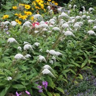 Felberich, Lysimachia, Beetstaude, Blütenpflanze