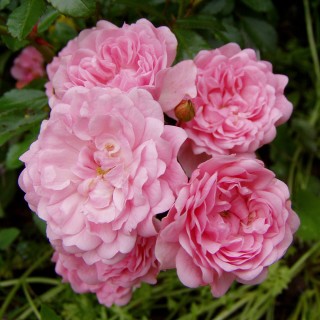 Bodendeckerrose The Fairy, Rose, Unterbepflanzung